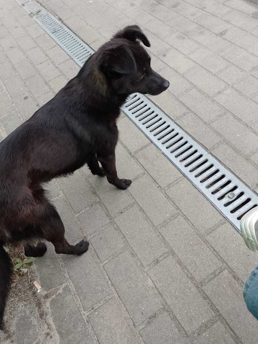 Znaleziono pieska