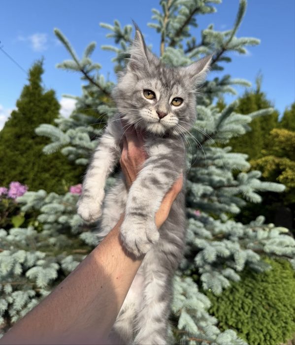 Wyjatkowy Kocurek Silver Maine Coon z rodowodem