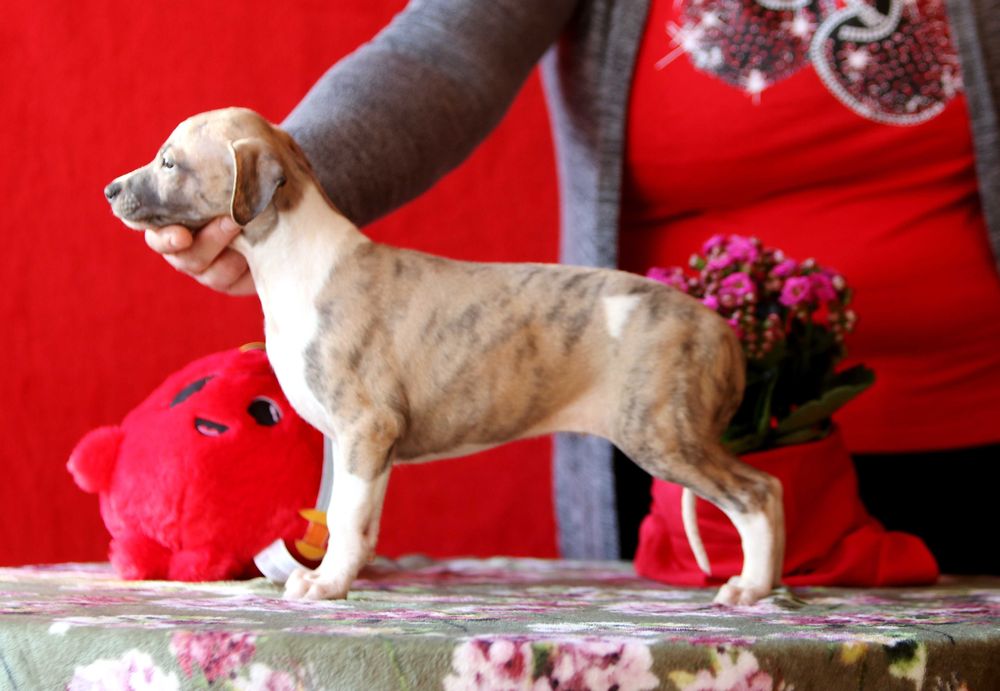 Whippet Chart angielski ZKwP/FCI niezwykłej urody piesek SID