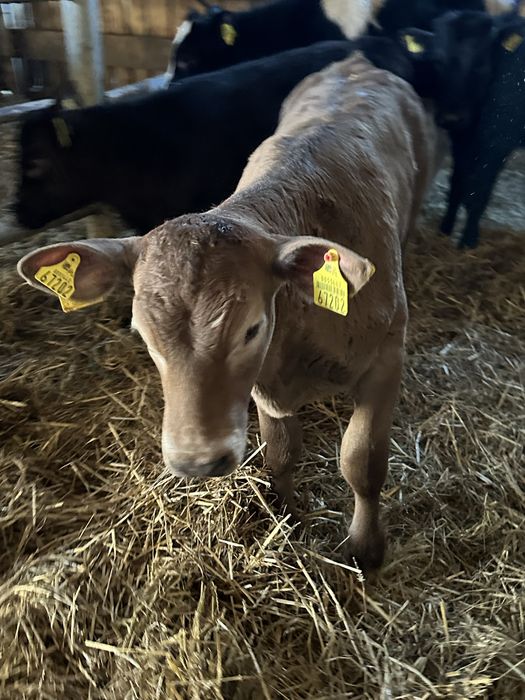 Dwie jałoszki miesne 140 kg