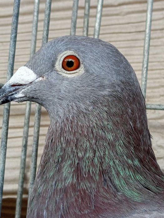 Golebie pocztowe Dirk van d. Bulck