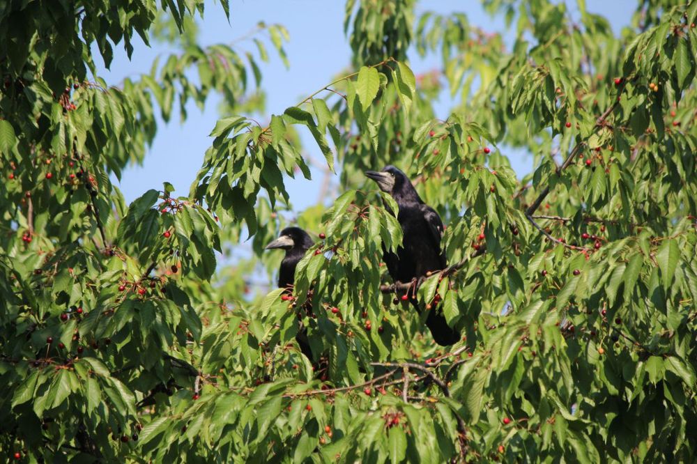 Зеркальний фотоапарат Canon 600d kit + canon efs 22-250mm 1:4-5.6 is