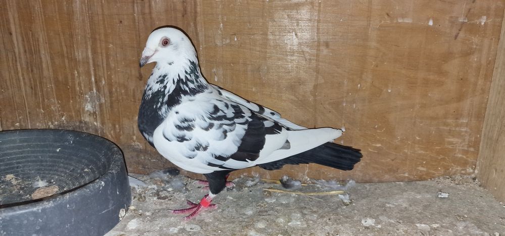 Golebie pocztowe tygrysy scherens vangramberen