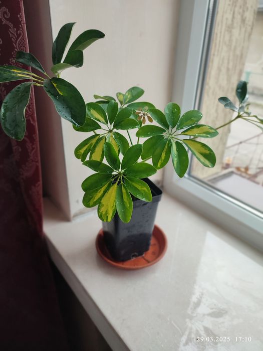 Шеффлера  кімнатна