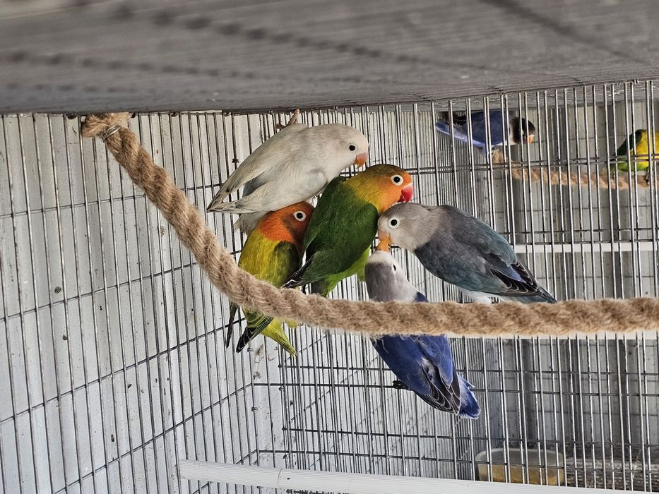 agapornis ficher e personatas