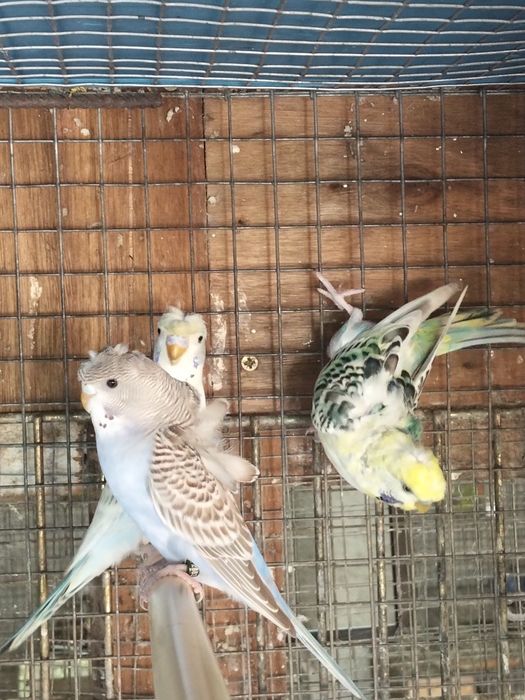 Várias Aves disponíveis