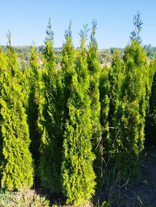 Thuja Szmaragd gęsty 140-150cm Zielonki