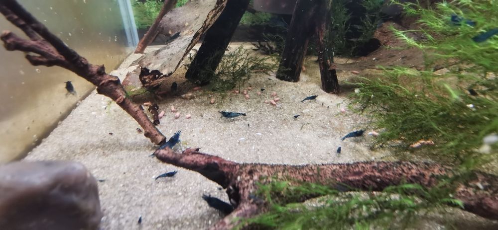 Krewetki blue Velvet niebieskie