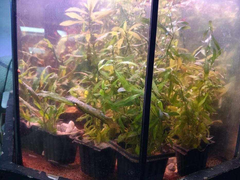 Plantas  aquário