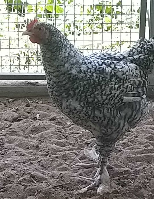 Pintos Maline/ Ovos galados (férteis)