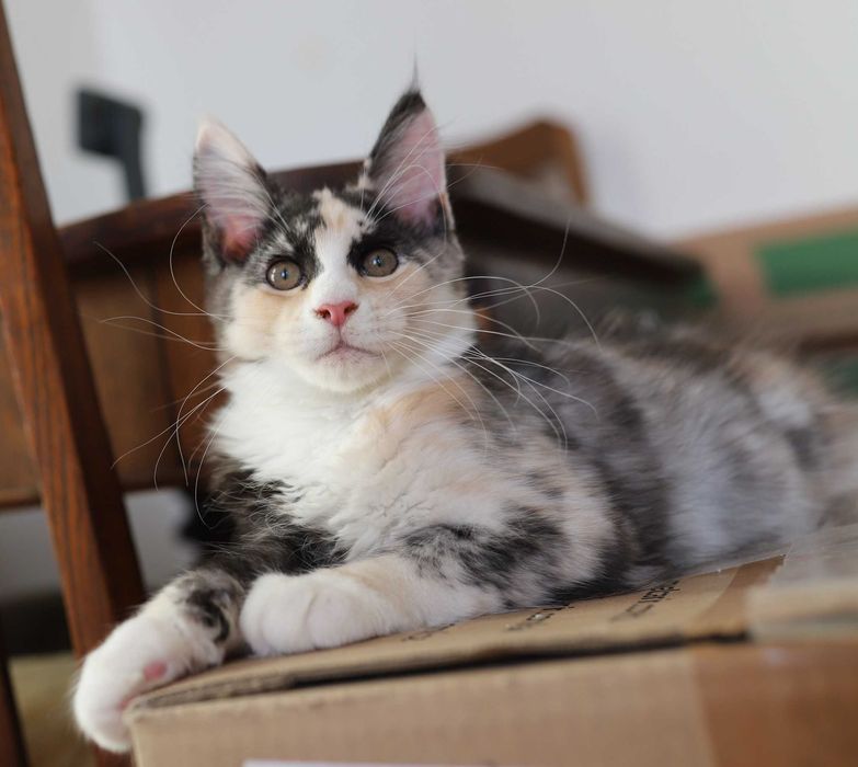 Kotka Maine Coon - Bydgoszcz