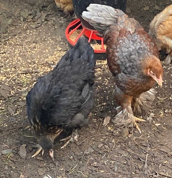 Kochiny i Brachma tegoroczne