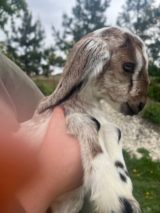 Англонубійські козенята