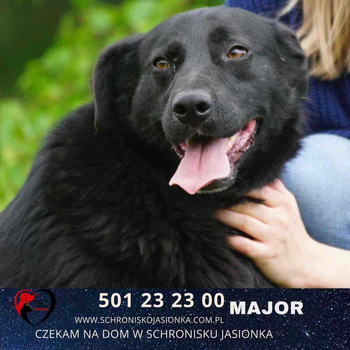 MAJOR do adopcji – Schronisko Jasionka