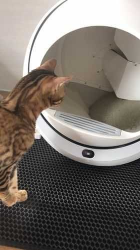 Samoczyszcząca kuweta dla kota Petree Kula 1 - łatwa w obsł - prezent!