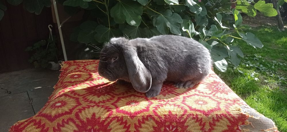 Самець французький баран