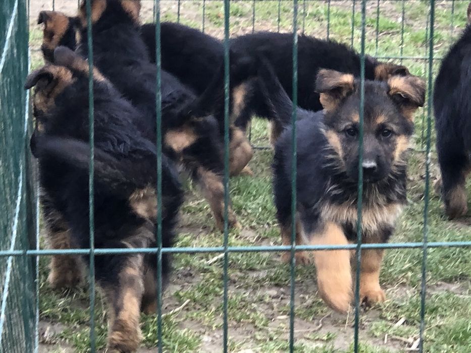 Шикарні цувики