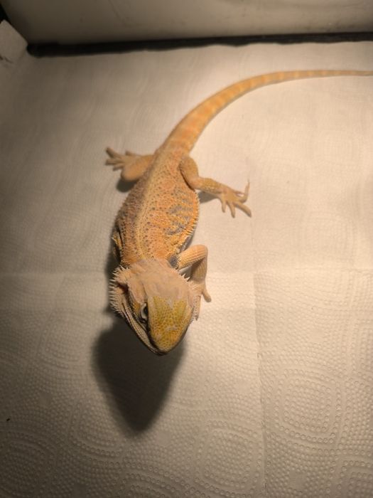 Agama brodata samiec