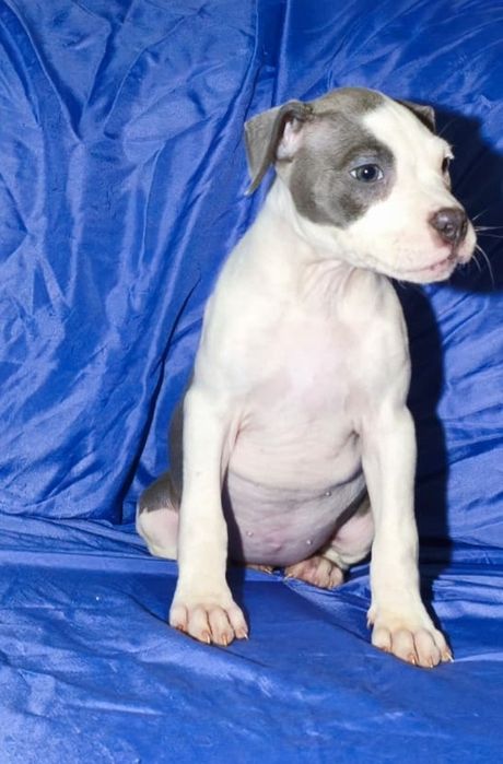 American Staffordshire Terrier fêmea blue