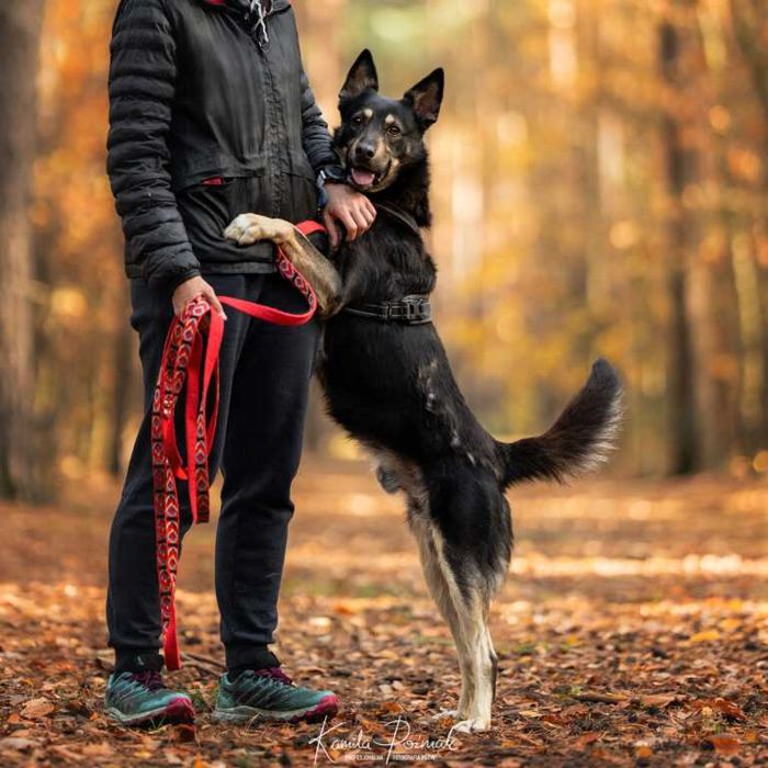 Doniek szuka kochającego domu
