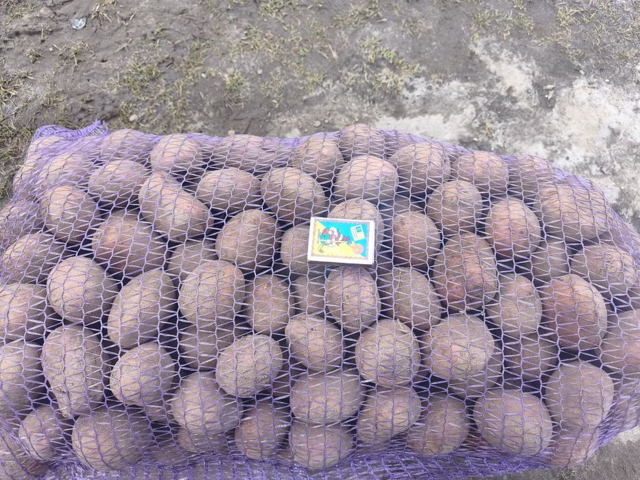 Насінева картопля Біла Росса і велика