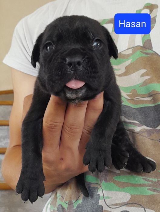 Cane Corso Szczeniak