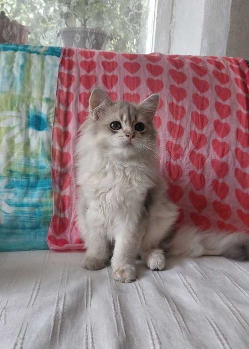 Шотландский длинношерстный котик в окрасе голубое золото ау11