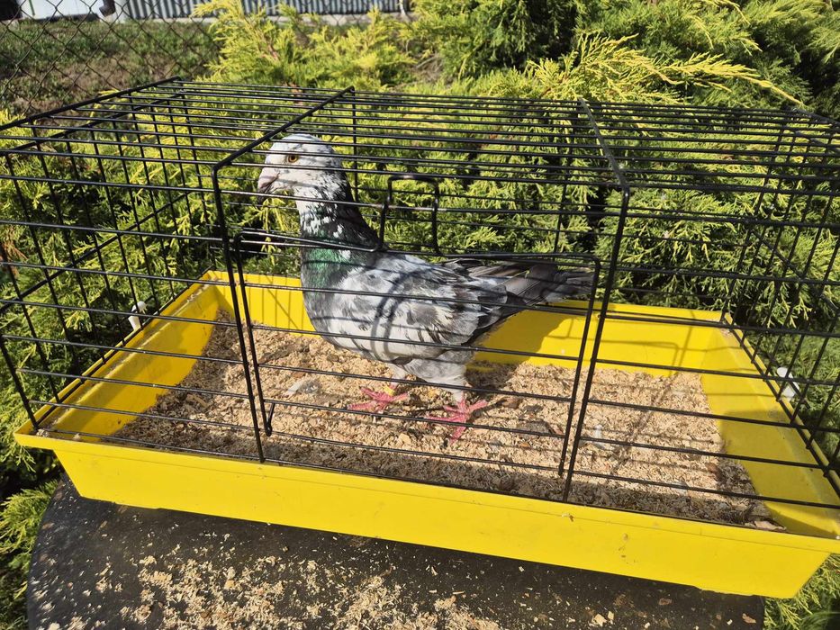 Gołąb mix standard z pocztowym