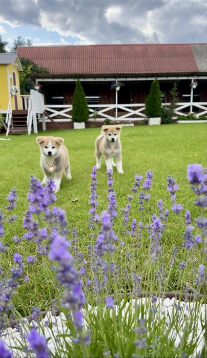 Клубні малюки Акіта іну Шоу -класс