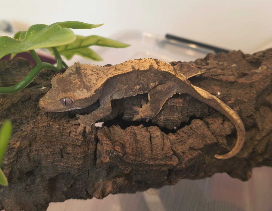 Gekon orzęsiony nsex Harlequin 12g