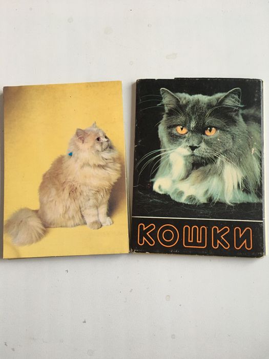 Открытки про кошек