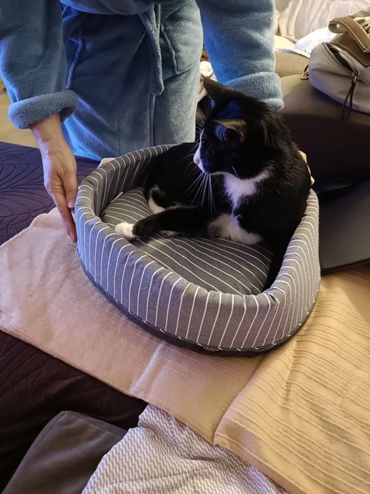 Cama gato/cão pequeno