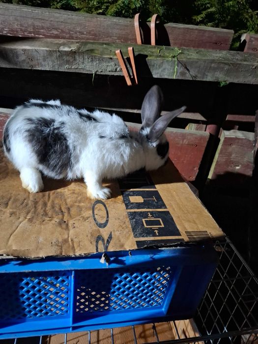 Królik na sprzedaż