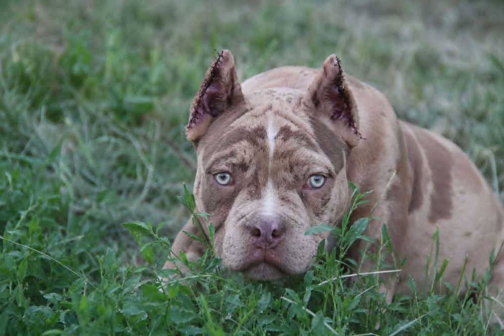 Маленький ведмедик American Bully Pocket