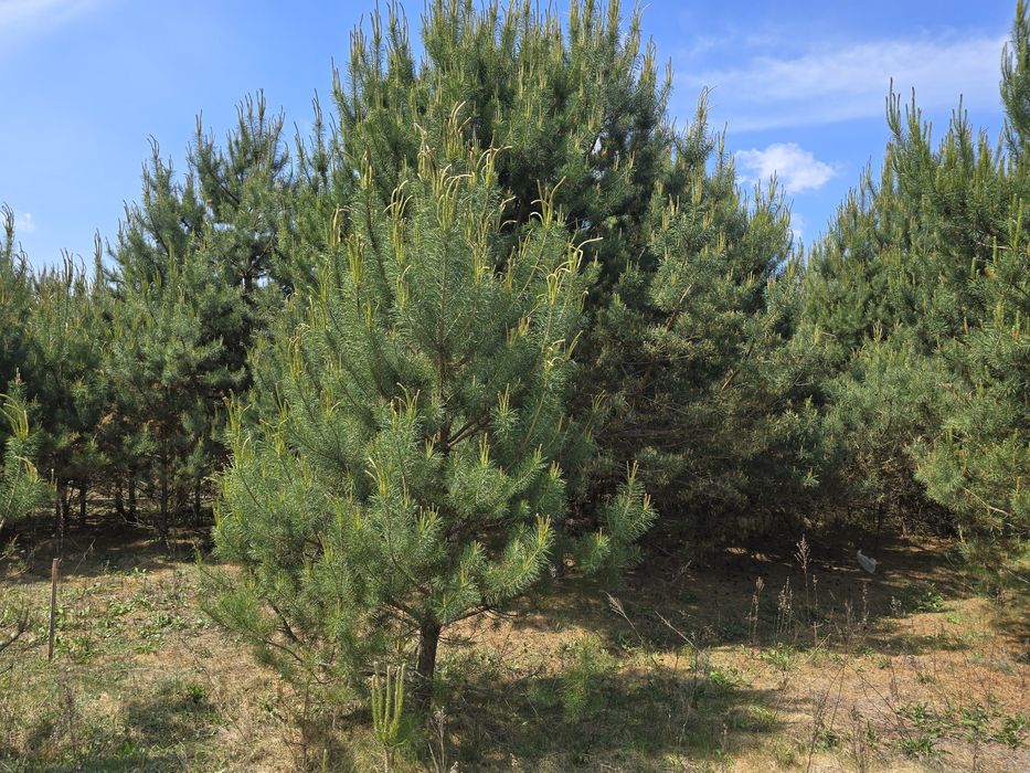 Działka 30 arów Długosiodło Nowa Wieś Nad rzeką  Narew