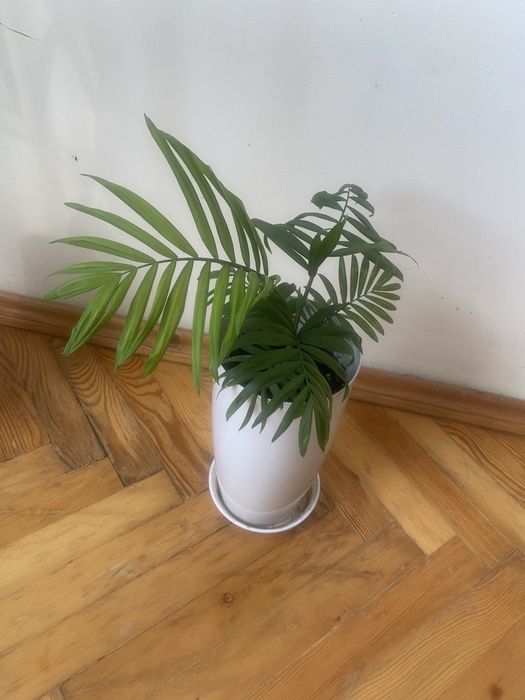 Продам вазон з горщиком