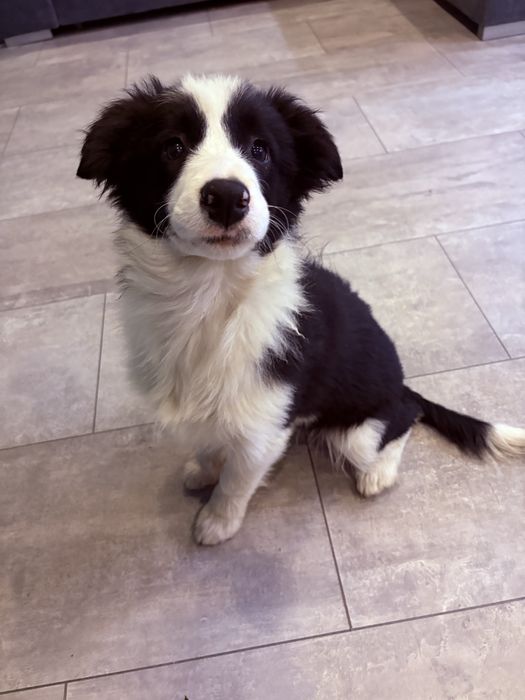 Border Collie suczka Mamba gotowa do odbioru
