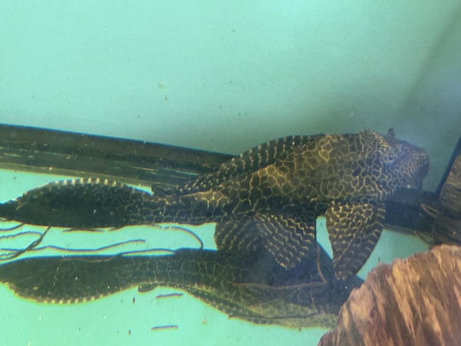 Glonojad Gibiceps 12-16cm