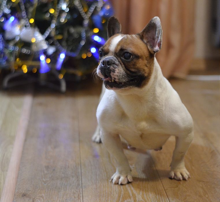 Французька леді .