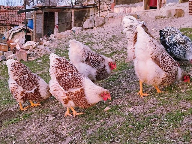 Яйце інкубаційне. Віандот: блакитне золото, біле золото,срібло.Курчата