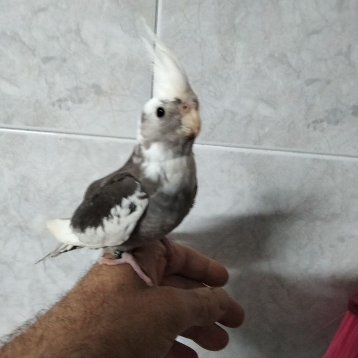 Caturras domésticados