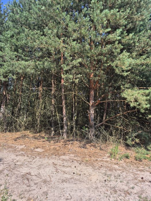 Urokliwa Działka wśród drzew - Więcej