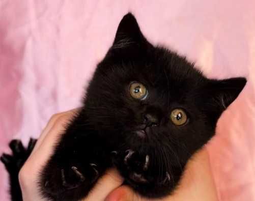 Шотландские вислоухие котята