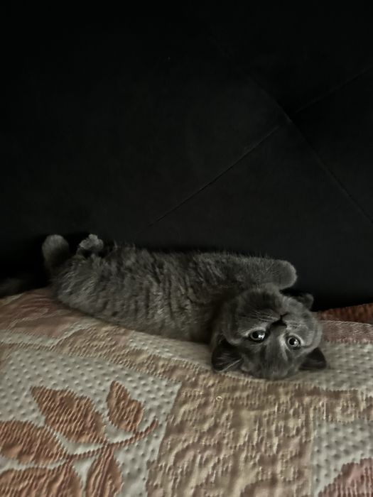 Шотланські кошенята