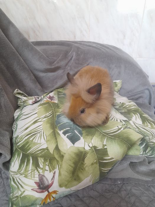 Coelhos anões Lion Head e Hotot