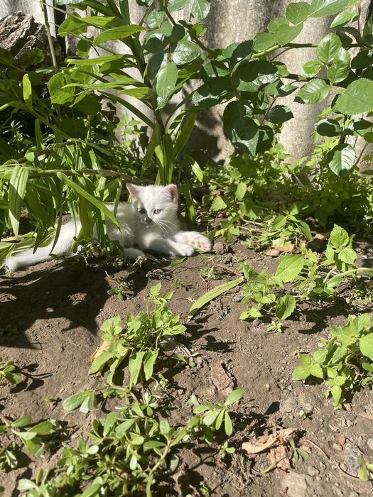 Кошеня в добрі руки