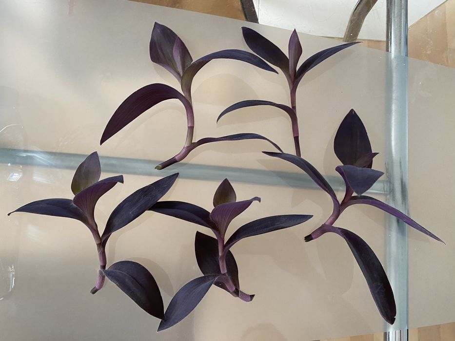 Trzykrotka purpurowa fioletowa