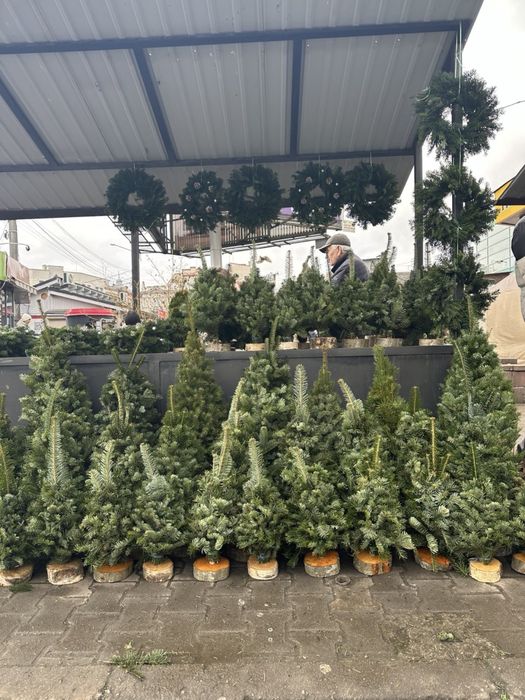 Ялинки, вінки та вмроби з хвої