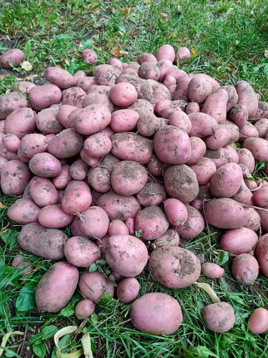 Sprzedaż ekologicznych ziemniaków