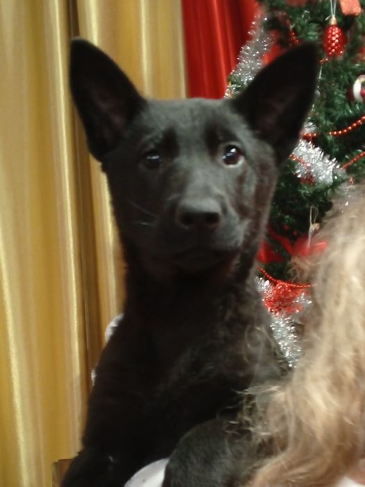 Щенки черной немецкой овчарки